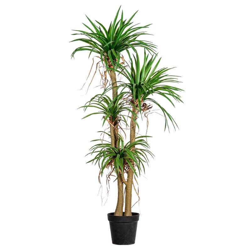 Dracaena Marginata - Крытое/наружное домашнее дерево, имитация дракона, марагии,