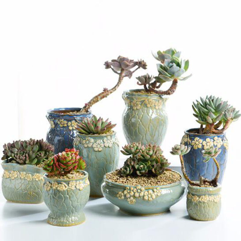 Echeveria Succulent - Суккулентные растения, цветочный горшок, ваза маленького