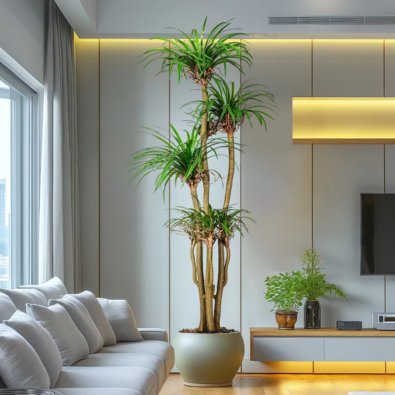 Крытое/наружное домашнее дерев – обзор и цена Dracaena Marginata