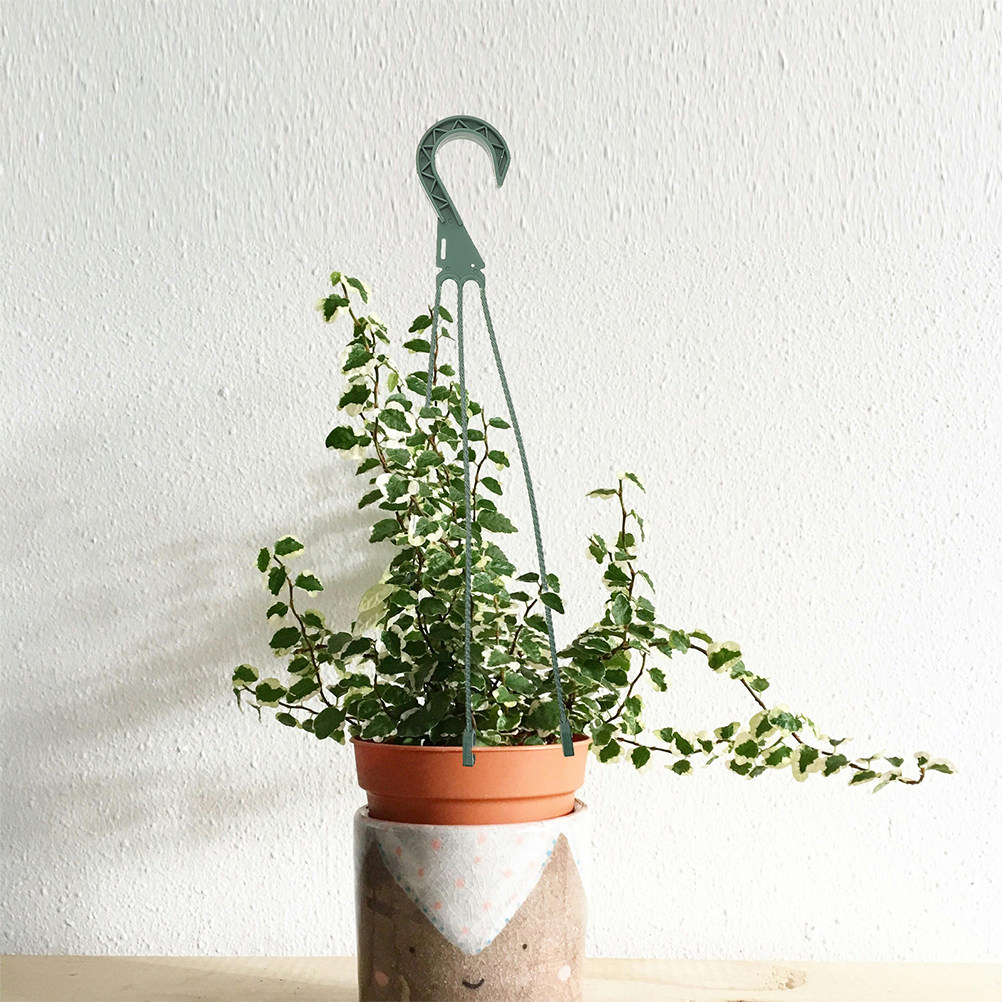 Набор из 5 крючков для подвесн – обзор и цена Spider Plant Hanging