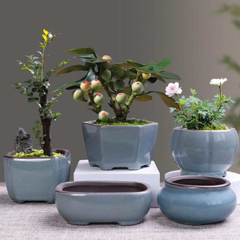 Керамический цветочный горшок  – обзор и цена Echeveria Succulent