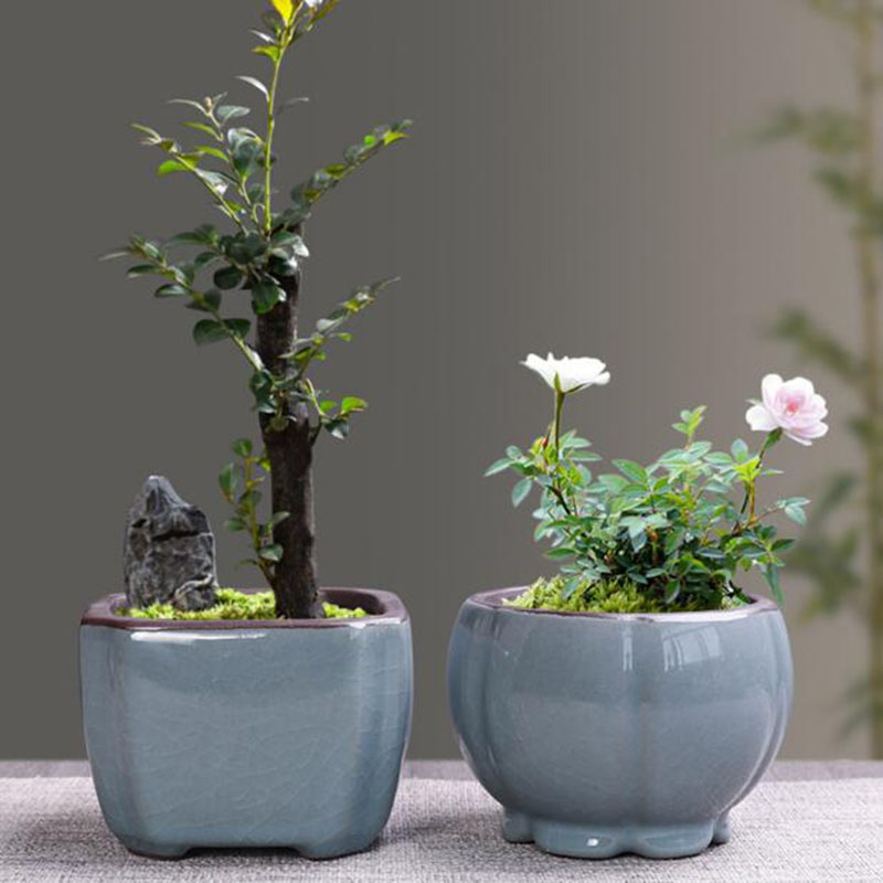 Керамический цветочный горшок  – обзор и цена Echeveria Succulent