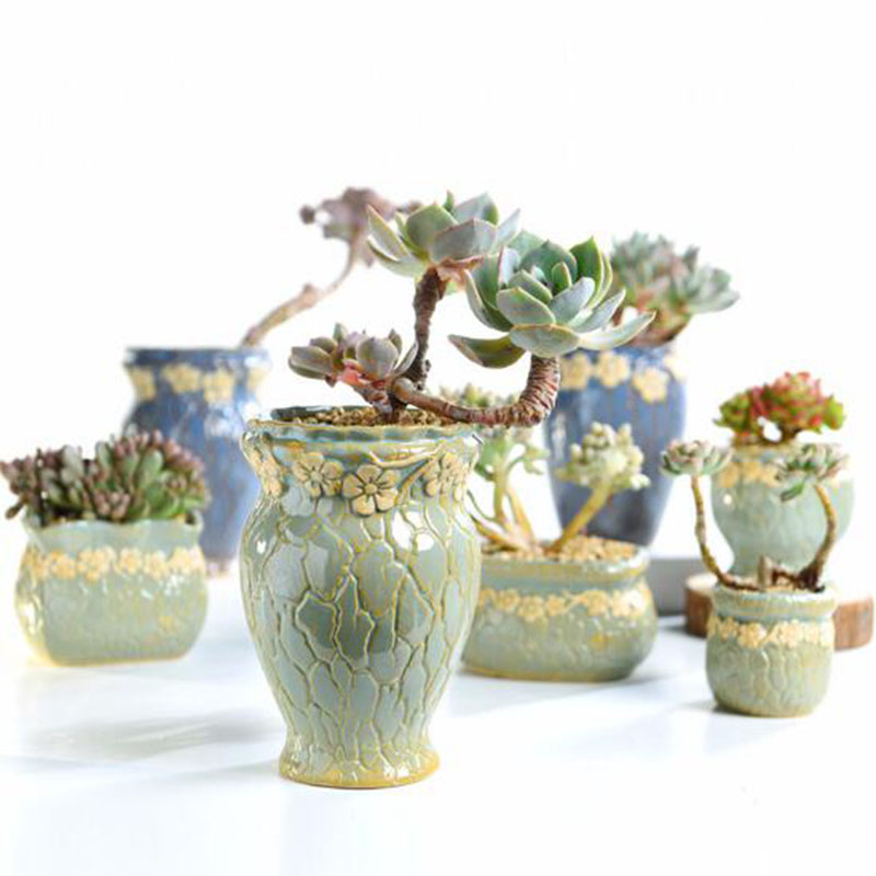Суккулентные растения, цветочн – обзор и цена Echeveria Succulent