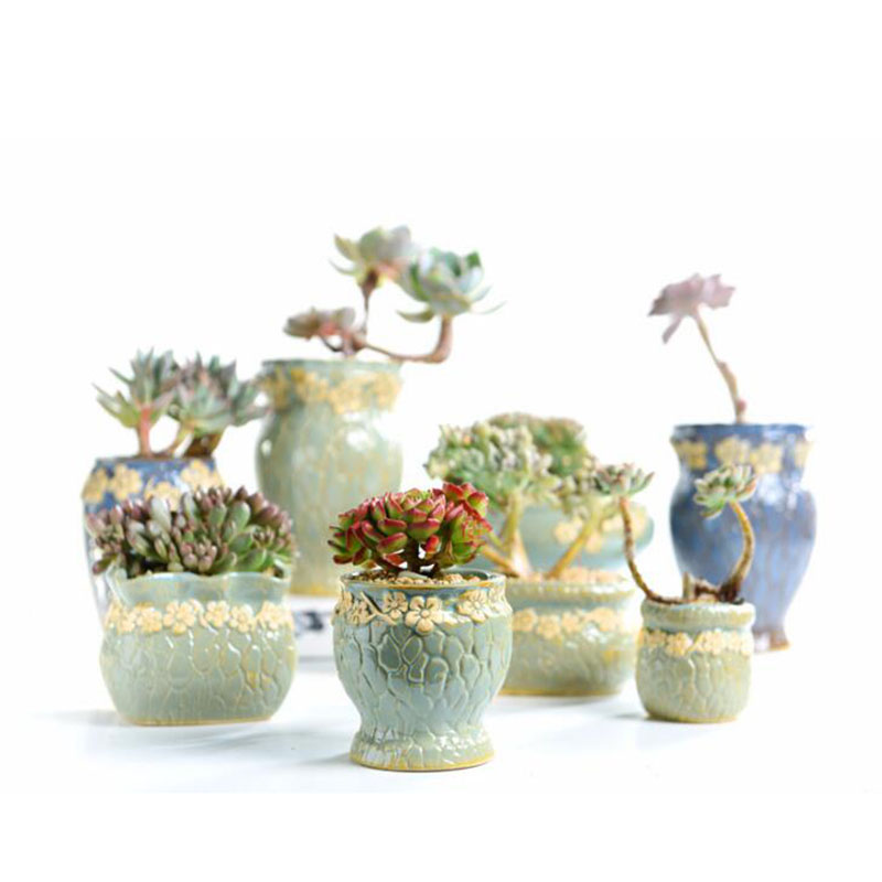 Суккулентные растения, цветочн – обзор и цена Echeveria Succulent