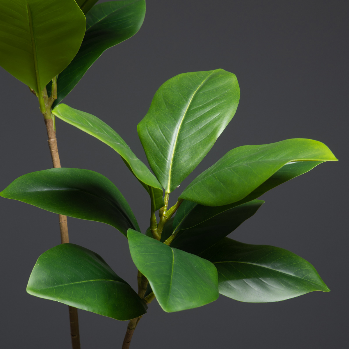 105 см 2 вилки, большие искусс – обзор и цена Dracaena Marginata
